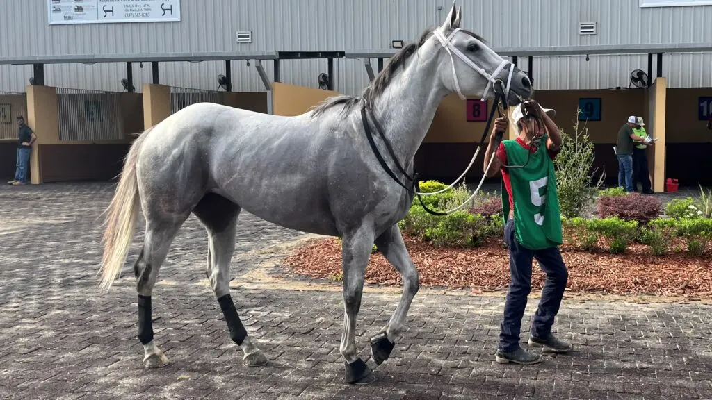 Picture of a light dapple gray racehorse.