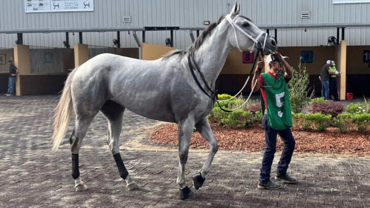 Thoroughbred horse walking in the paddock before a maiden claiming race.
