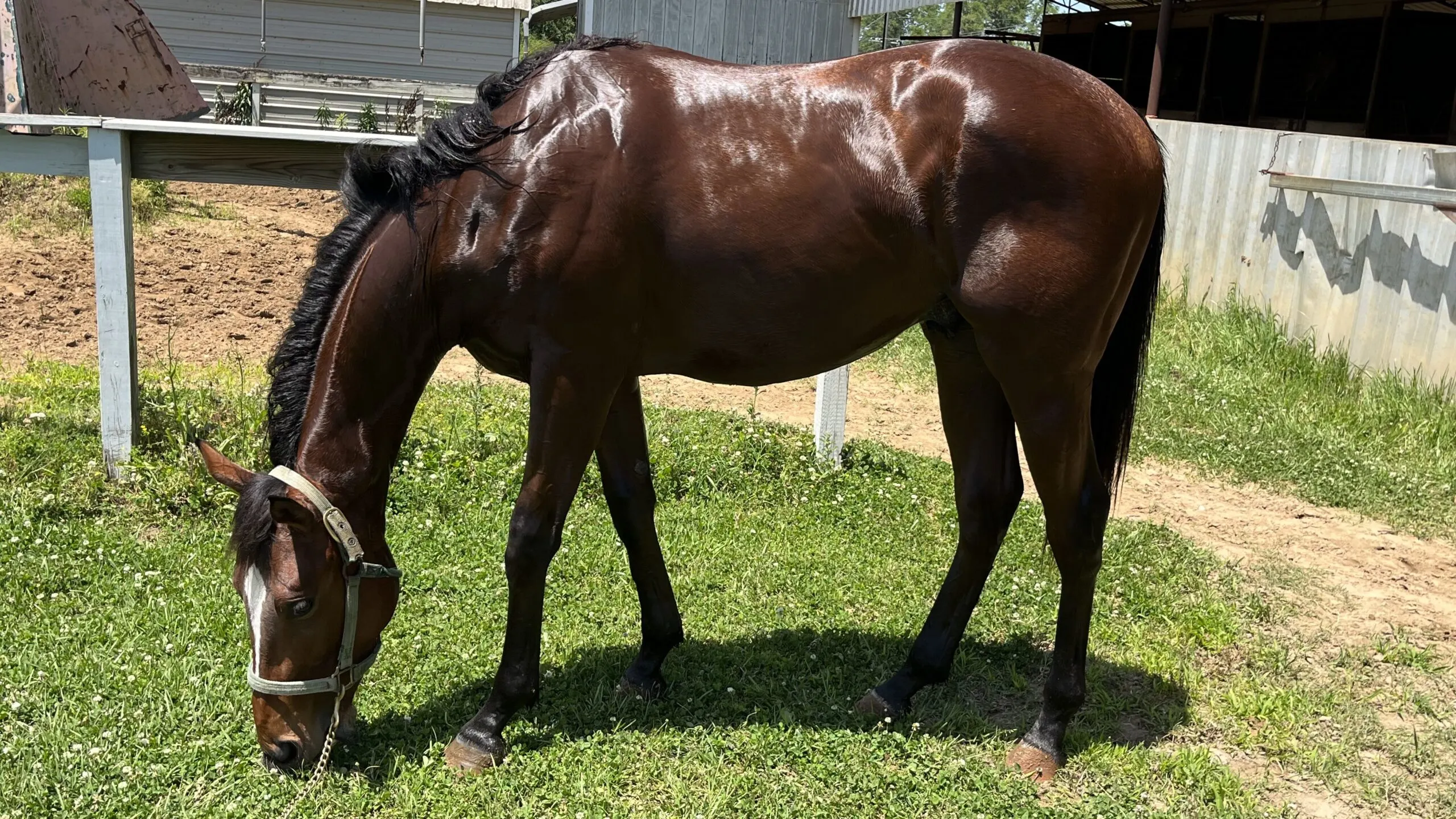 Picture of my horse grazing. This should answer do horses sweat.