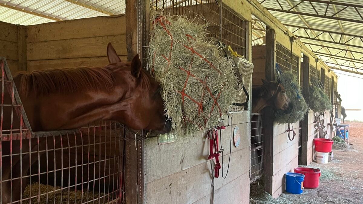 Why Horses Eat Dirt And How To Address It Mystery Solved!