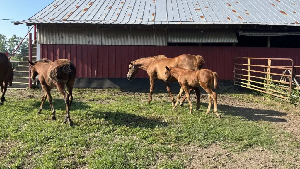 Picture of two foals and a mare in a paddock.