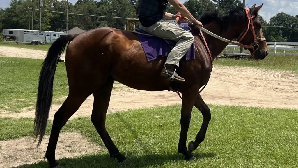 Picture of a young Thoroughbred in training. How far can a horse run? He won't answer.