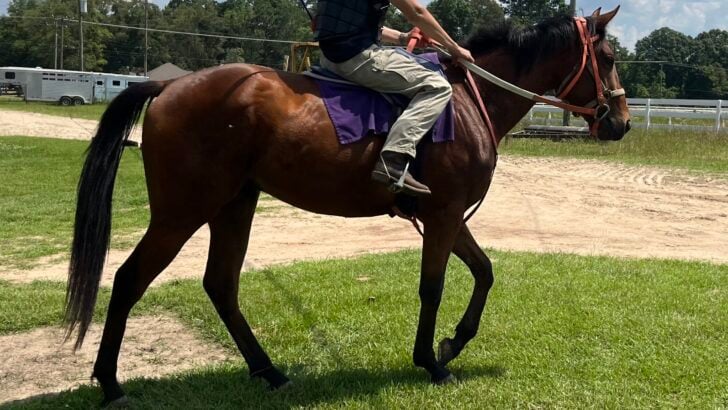 Decoding Your Horse’s Limp: Step-by-Step Evaluation