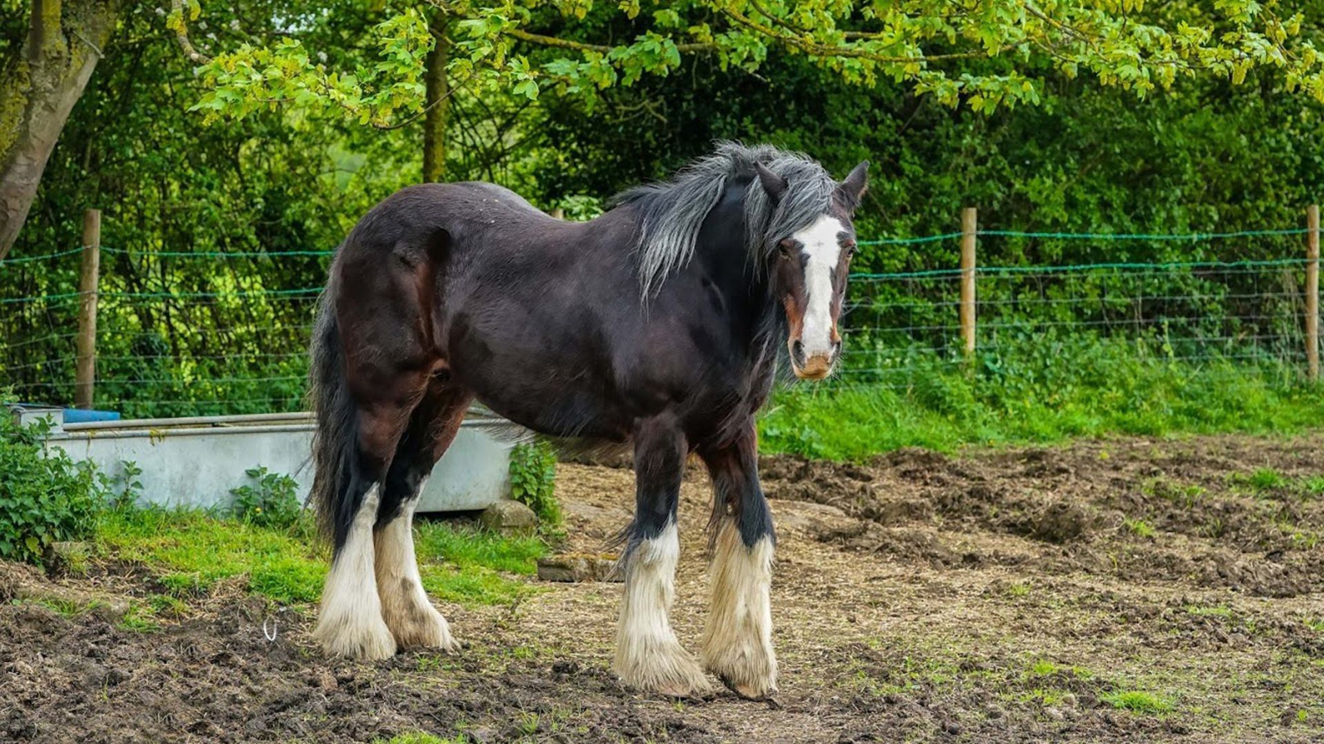Hot Warm And Cold Blooded Horses Know The Distinctions Hot Warm And Cold Blooded Horses Know The Distinctions