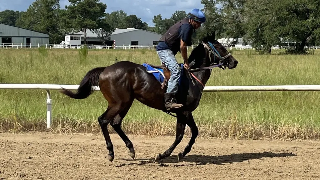 Picture of a young thoroughbred horse in training.