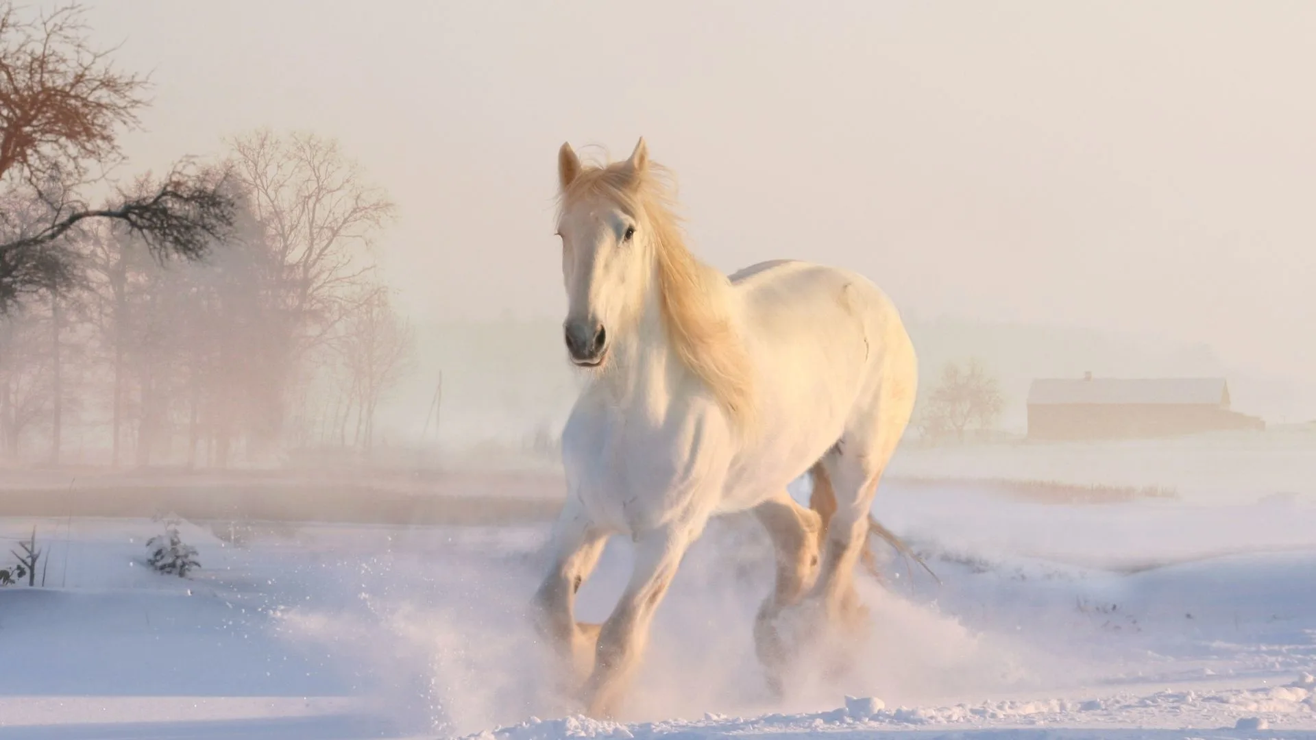 A white horse galloping through a dreamlike landscape