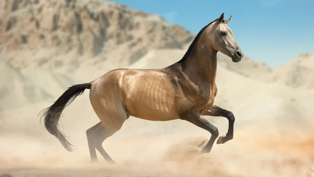 Picture of a Akhal Teke with a golden buckskin coat.