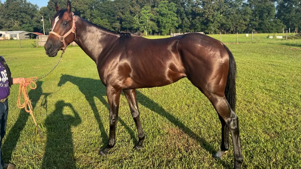 Picture of my three year old thoroughbred racehorse. 