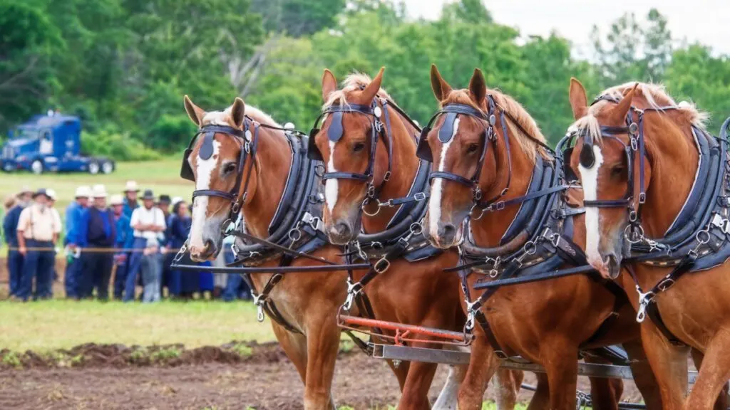 Picture of a team of Belgian draft horses in a pulling competition. 