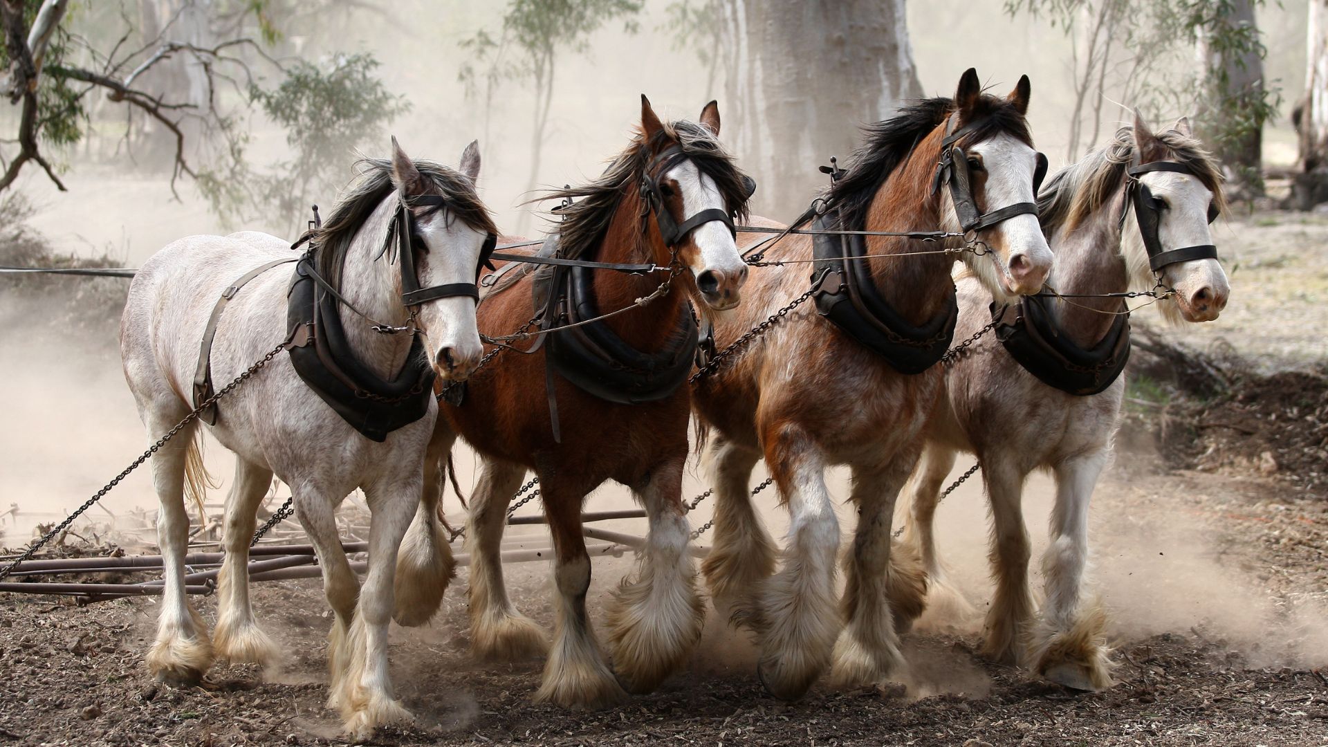 Clydesdales A Unique Breed Of Majestic Draft Horses