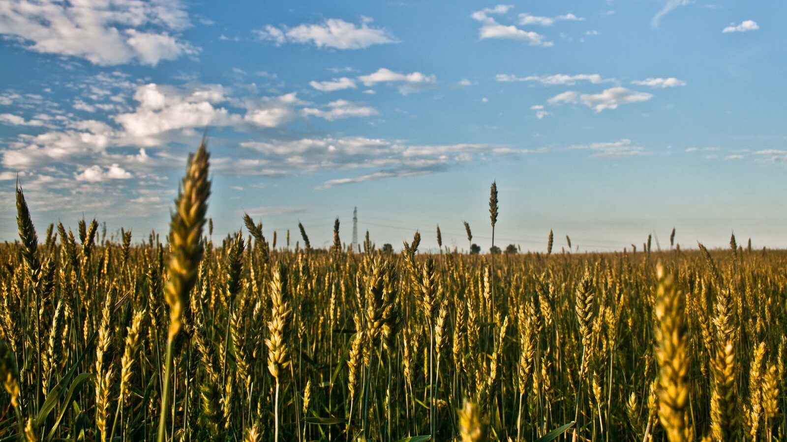 Picture of a grain field,