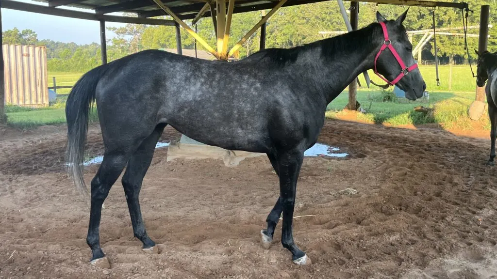 Picture of a Thoroughbred filly on a walking wheel. 