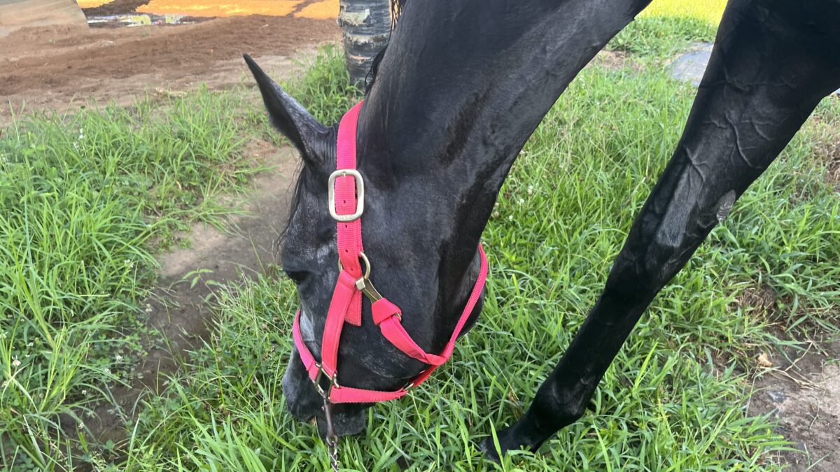 Winter Grass for Horses: Nutrient-Rich Forage for Cold Seasons