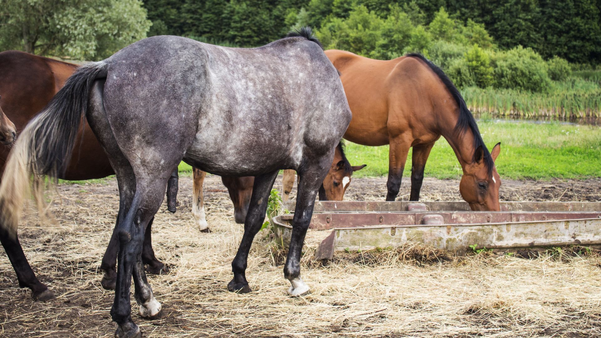 The Benefits Of Horse Oats In A Balanced Equine Diet