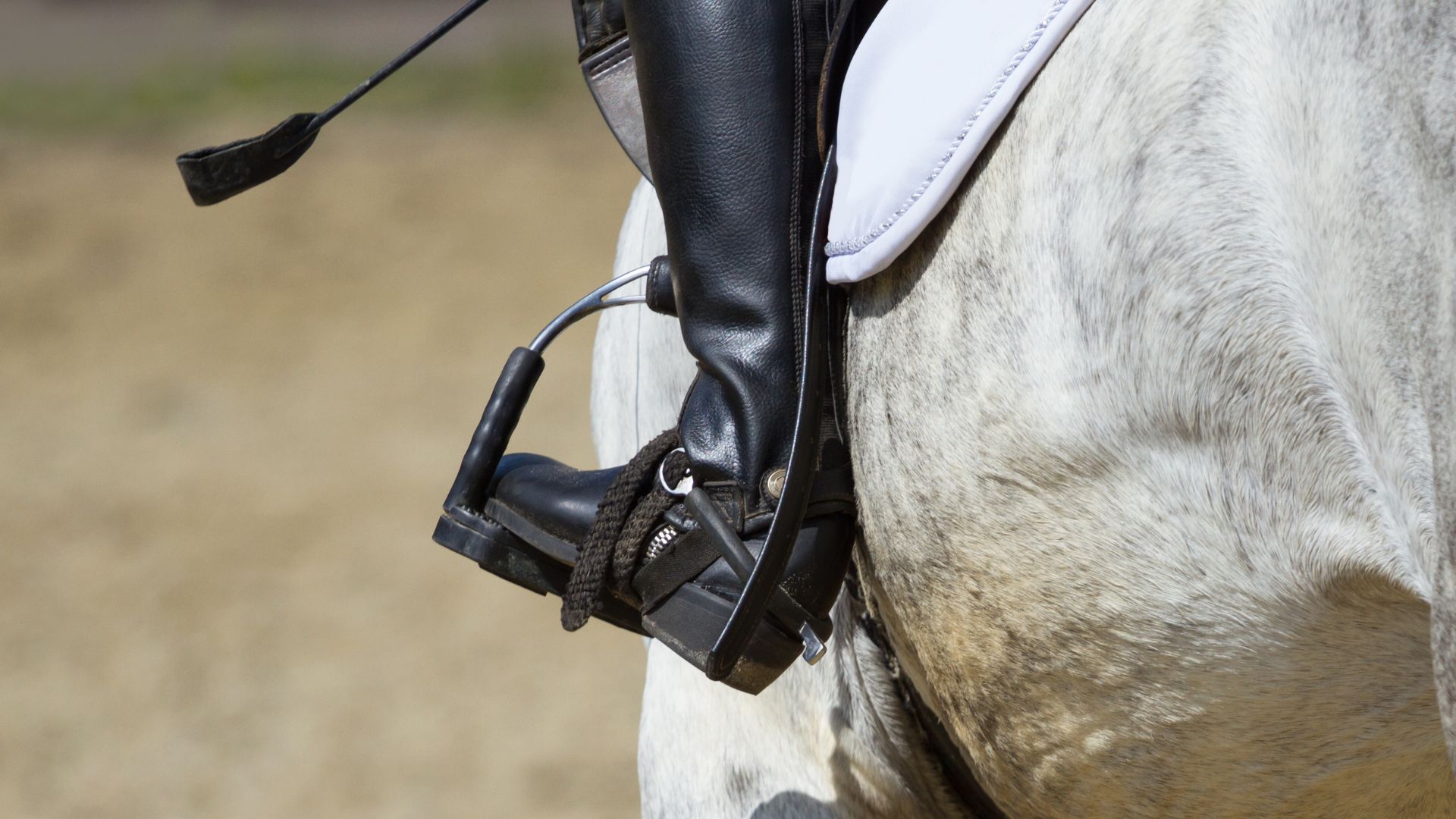 paddock boots