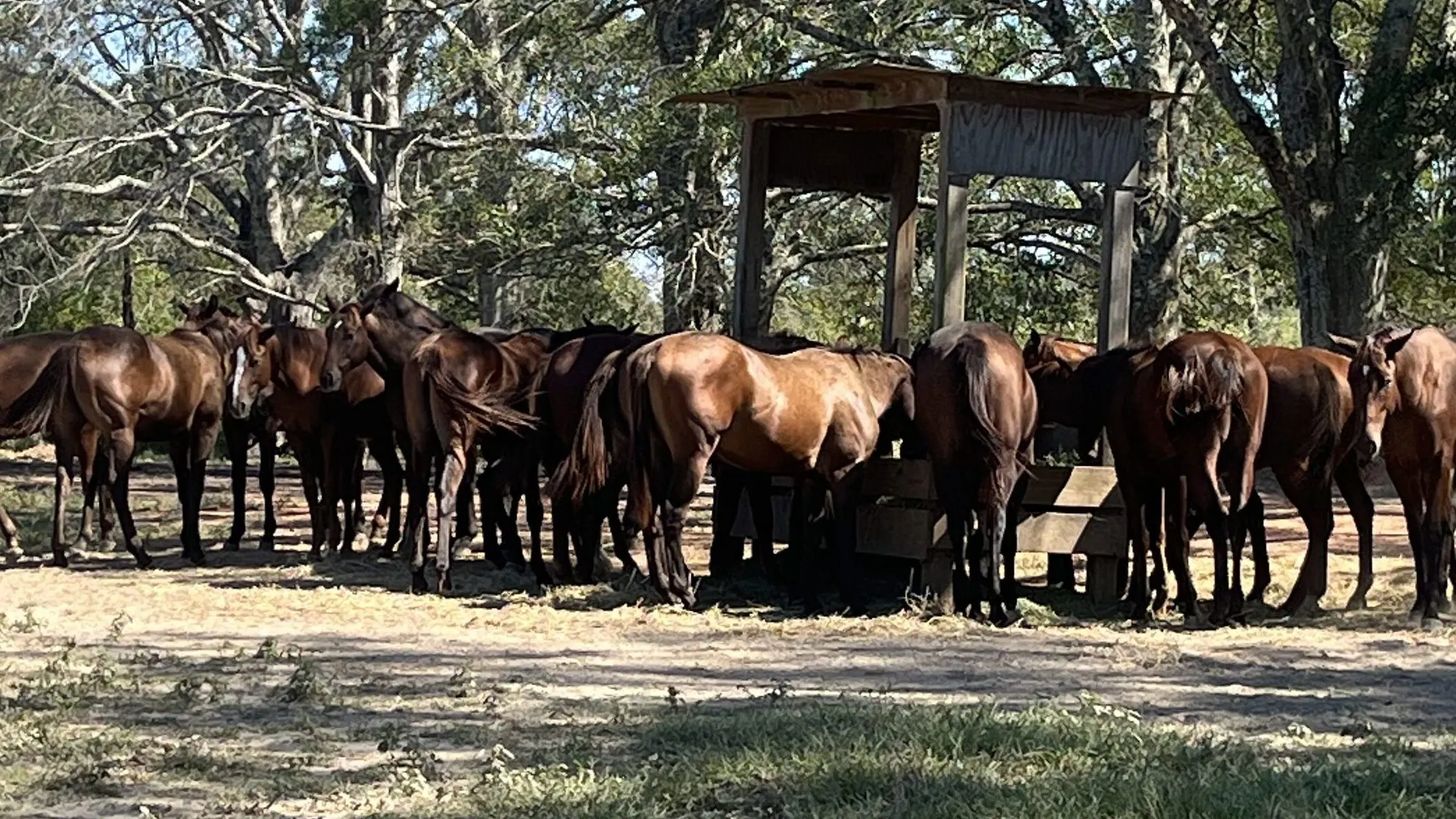 Picture of yearling colts eating oats