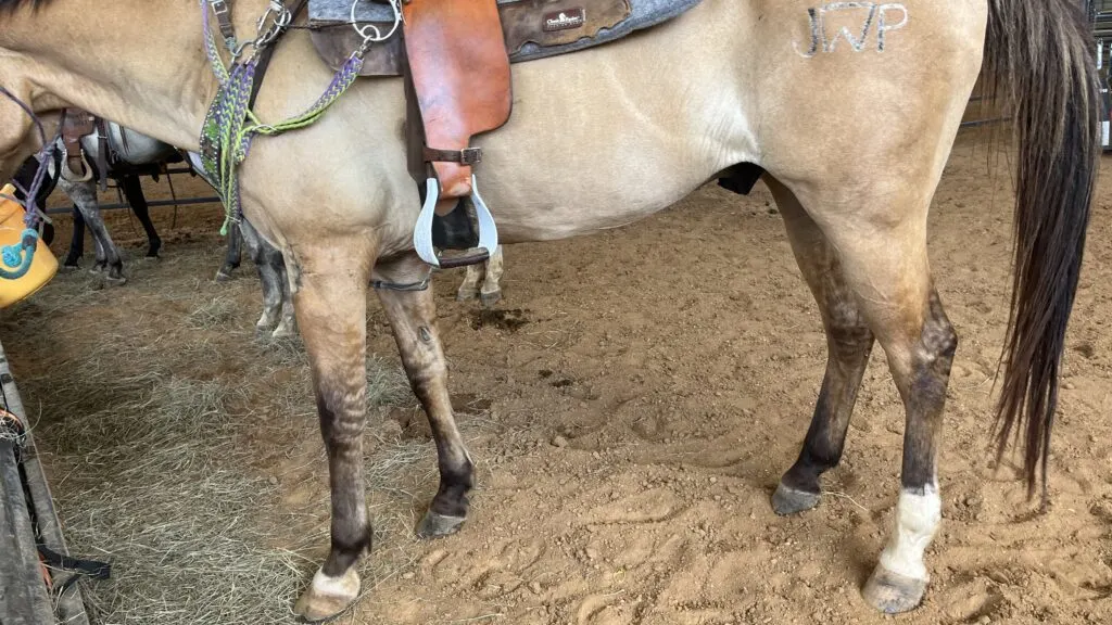 Picture of a dun quarter horse with distinct primitive markings. 