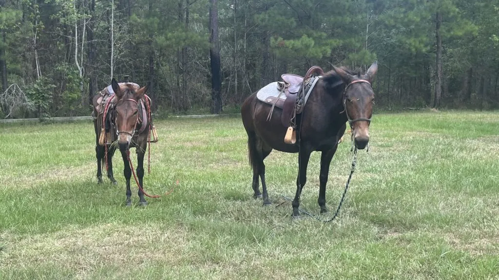 Picture of our two riding mules watching us as we walk away from them, we don't tie them.  