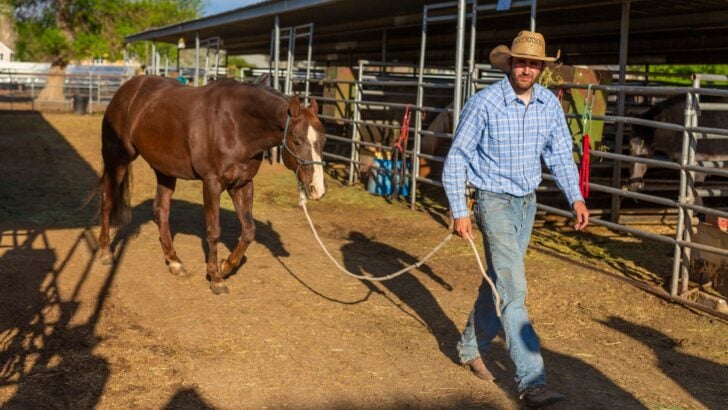 Creating a Safe, Comfortable Environment for Your Horses