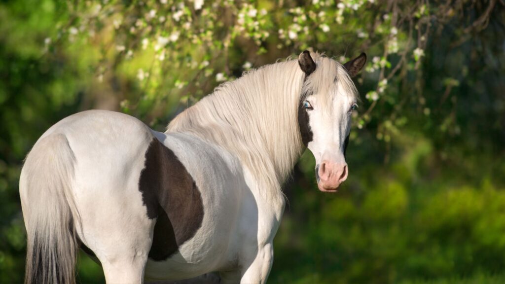 Picture of a paint horse a breed that has horses with blue eyes. 