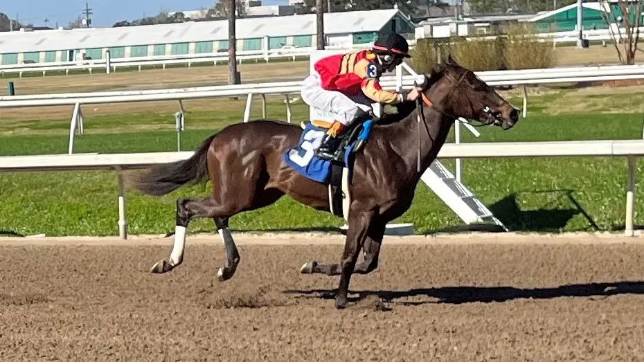 Picture of a racehorse at the New Orleans Fairgrounds.