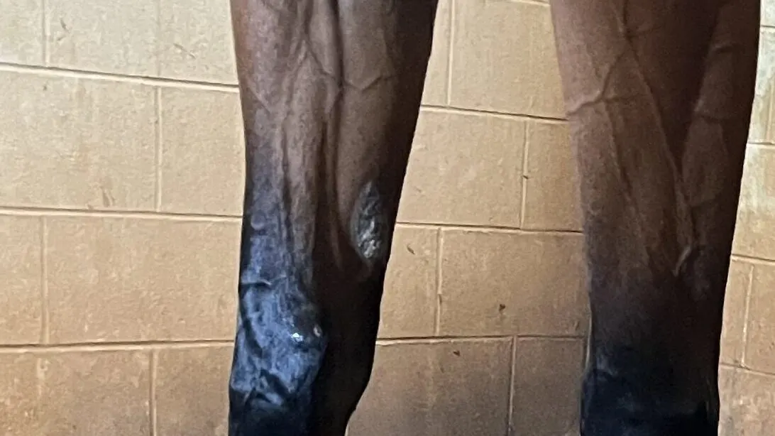 Close-up of a bay horse’s leg highlighting a visible chestnut above the knee