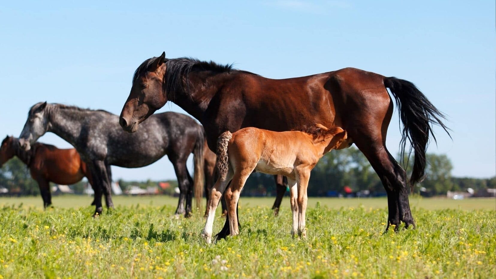 Picture of a foal and its mother. 