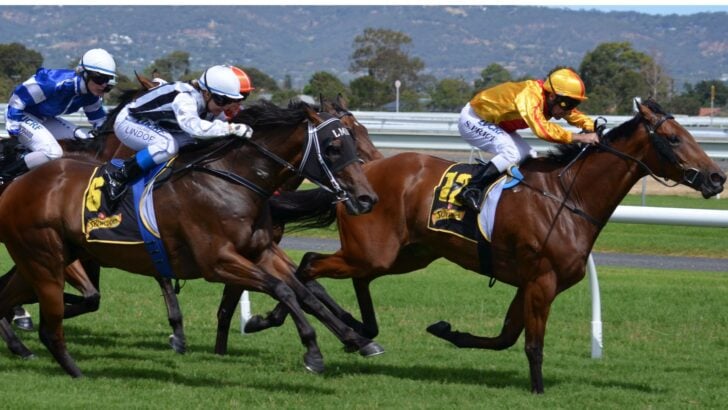 How to Bet on Horse Races: Smart Tips and Proven Strategies