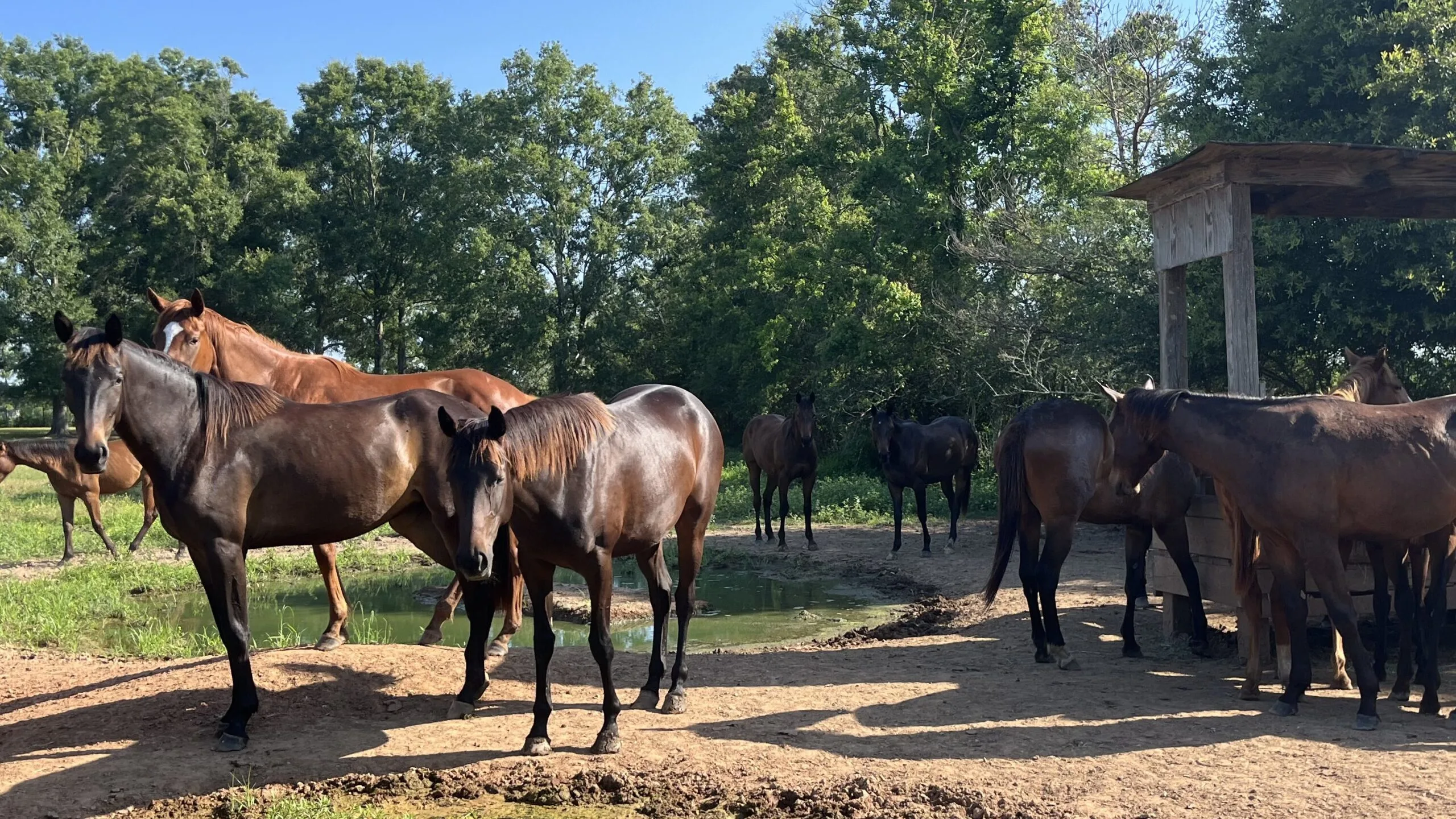 Picture of a group of horses in a field. 