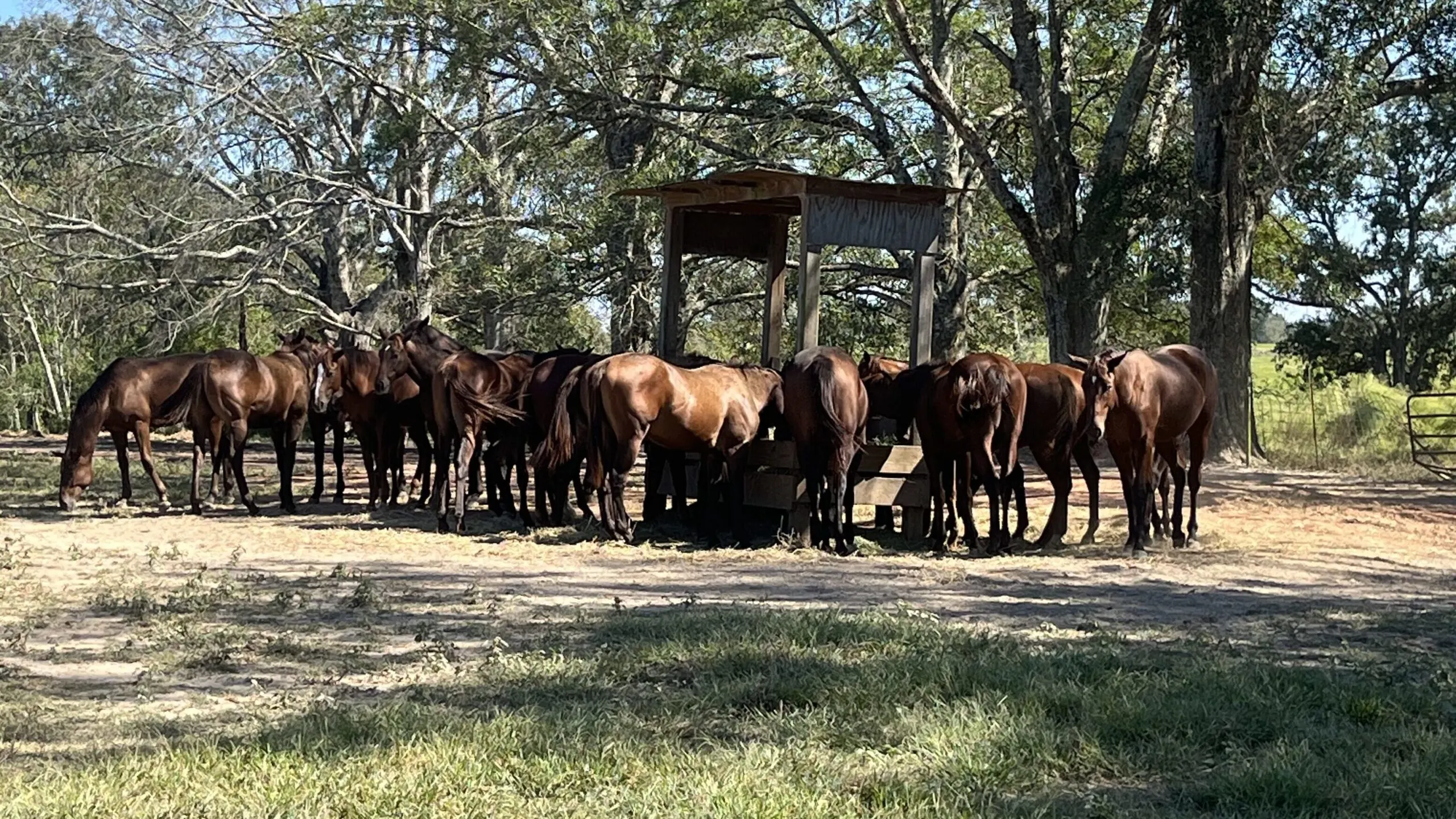 Picture of a group of horses eating from a trough. 