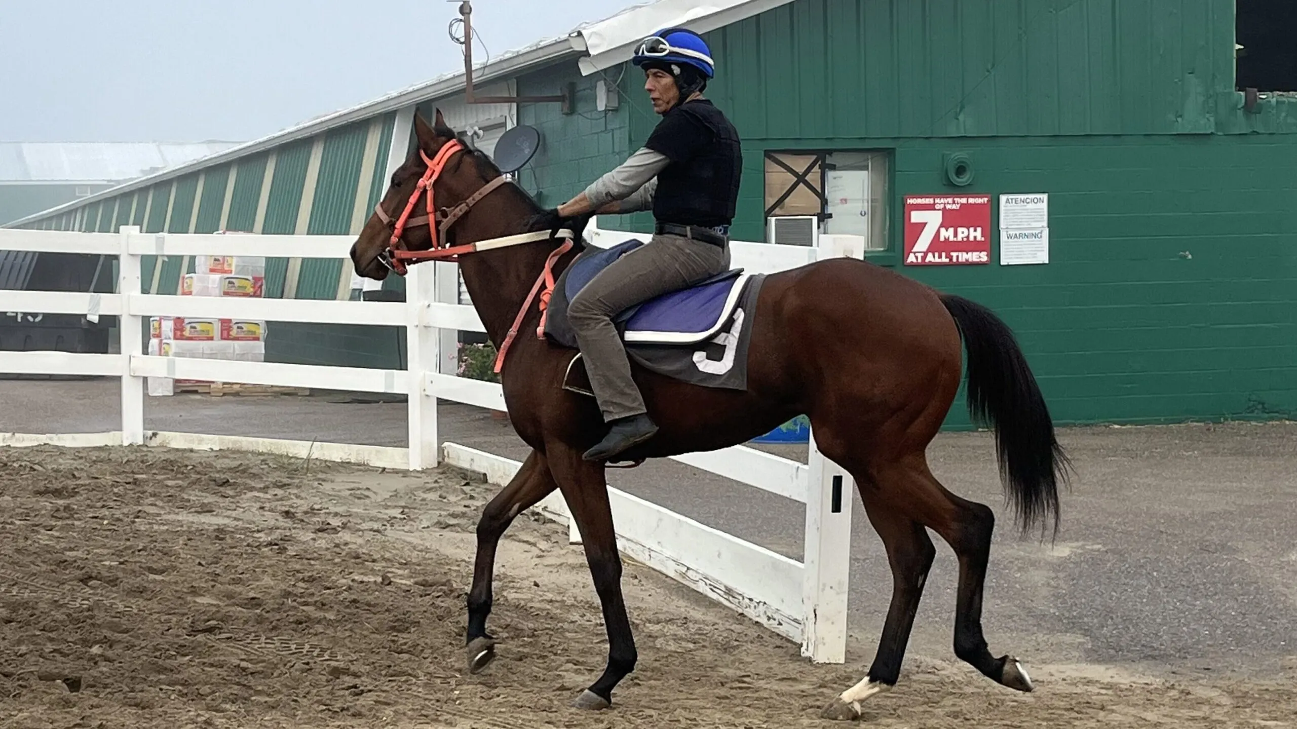 Picture of an exercise jockey taking a horse out for training.  He is wearing a safety helmet and vest. 