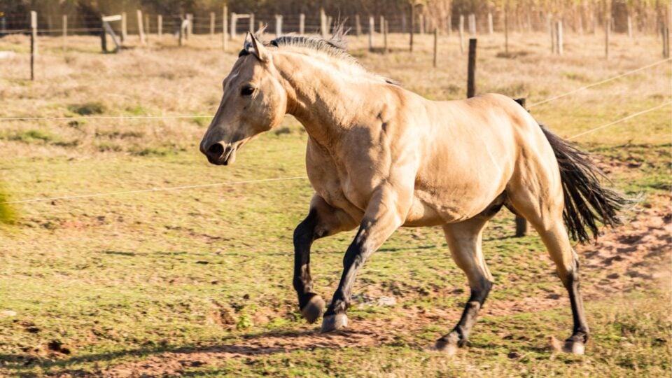 Horse Colors Explored: The Equine Dilution Genes