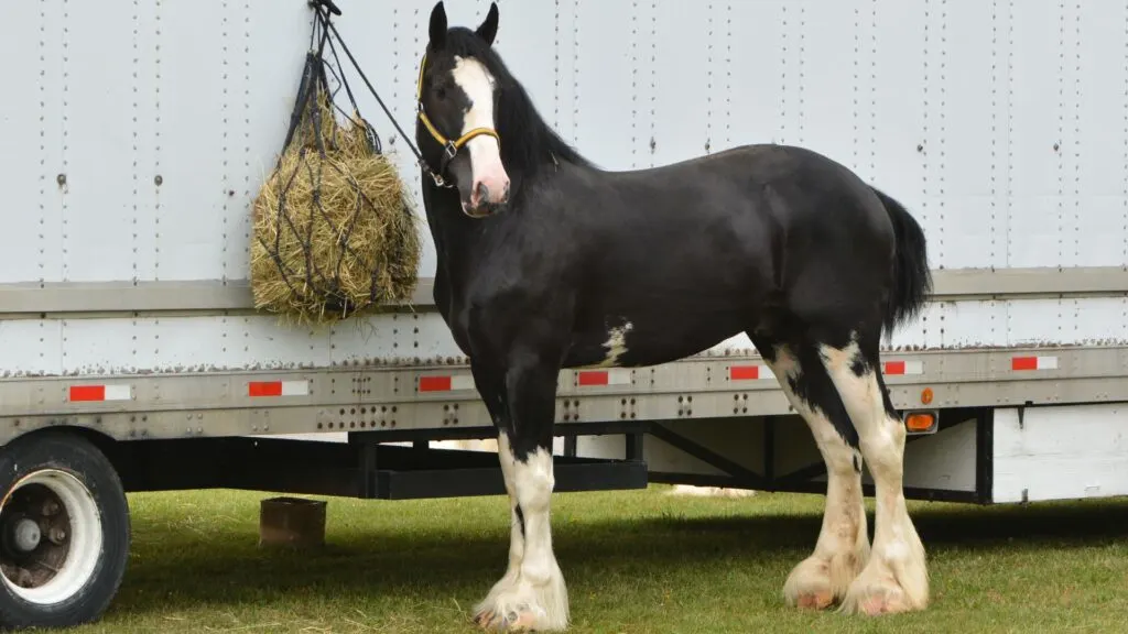 Picture of a draft horse tied to a trailer. 