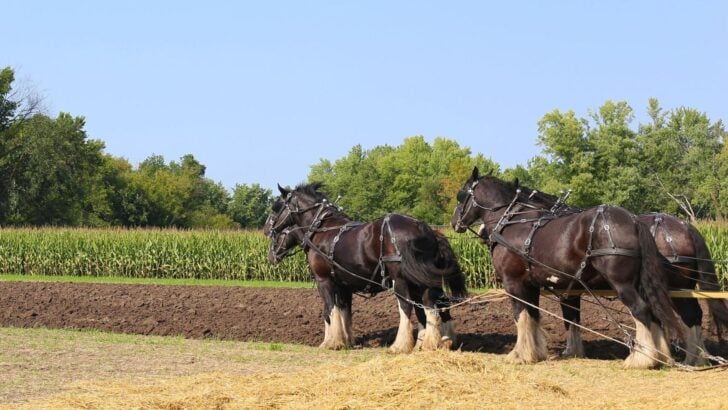 Draft Horses: A Sustainable Farming Solution.