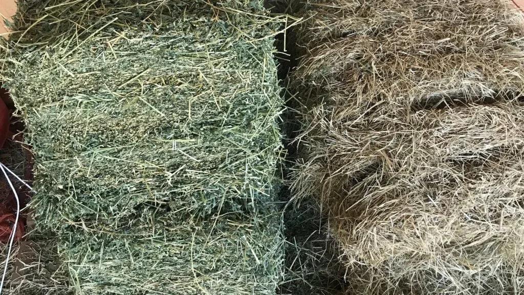 Comparison of high-quality hay and poor hay.