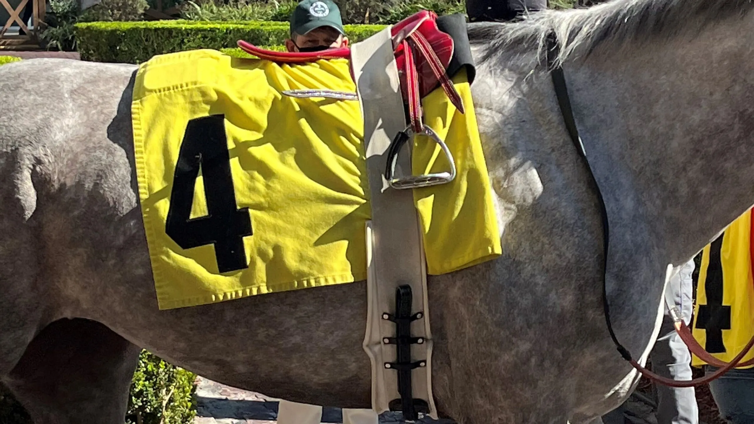 Picture of a race horse with saddle and number