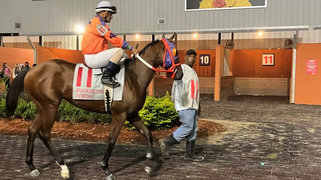 Racehorse Ashton being led to the starting gates for a maiden race.