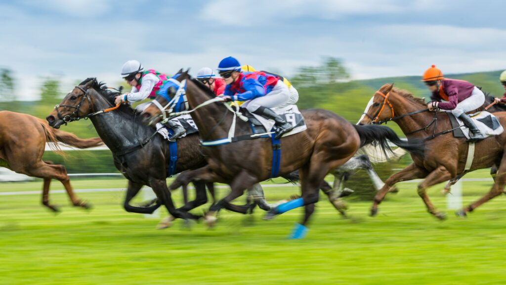 Picture of horses racing on a turf track. Most of these come from related racehorse studs. 