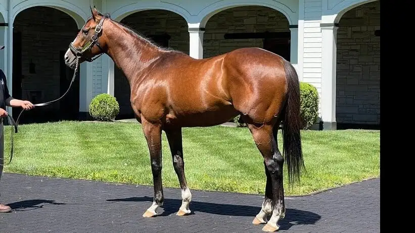 Racehorse being inspected by a buyer before a claiming race.