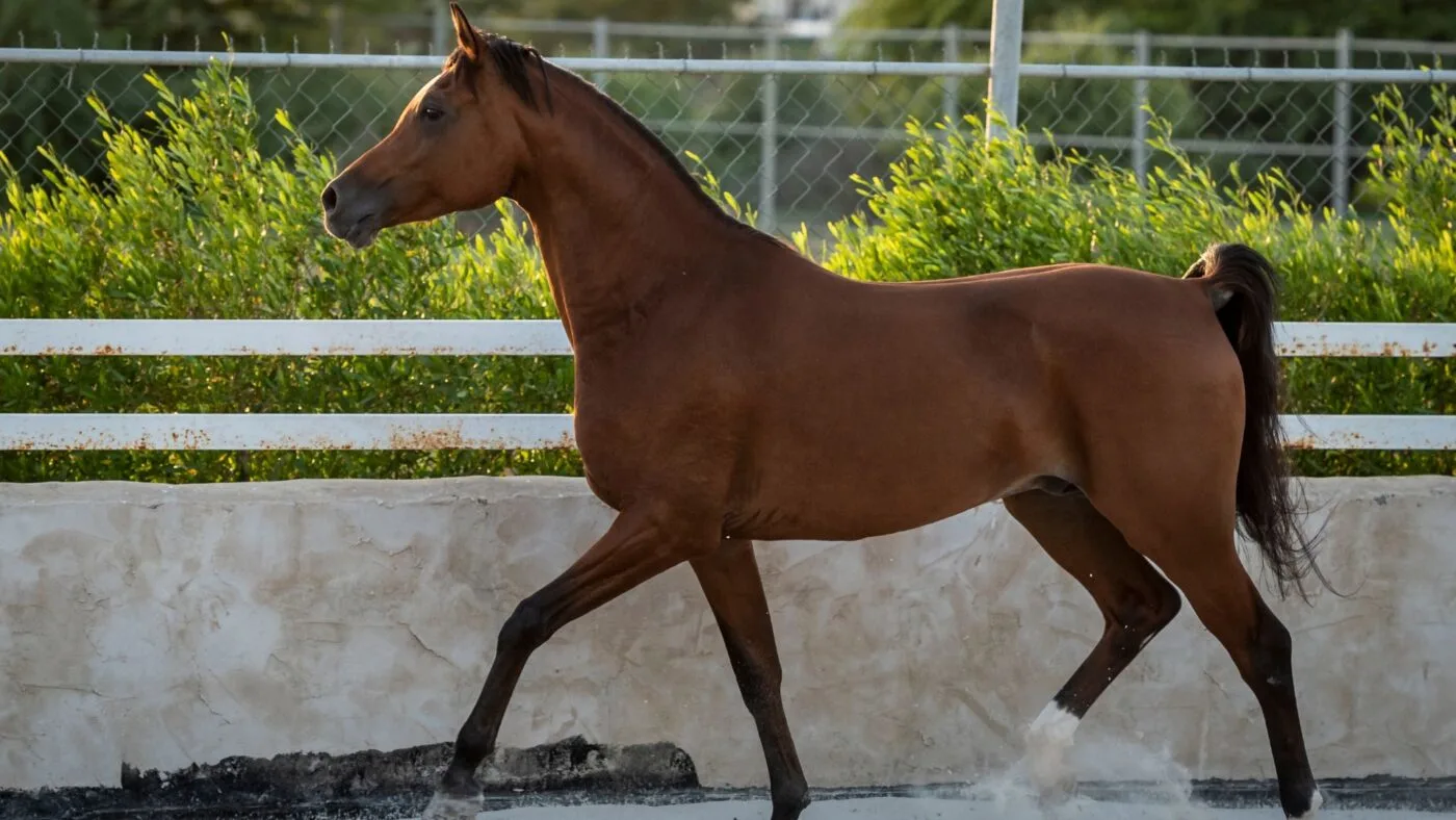 A bay Arabian horse jogging gracefully.