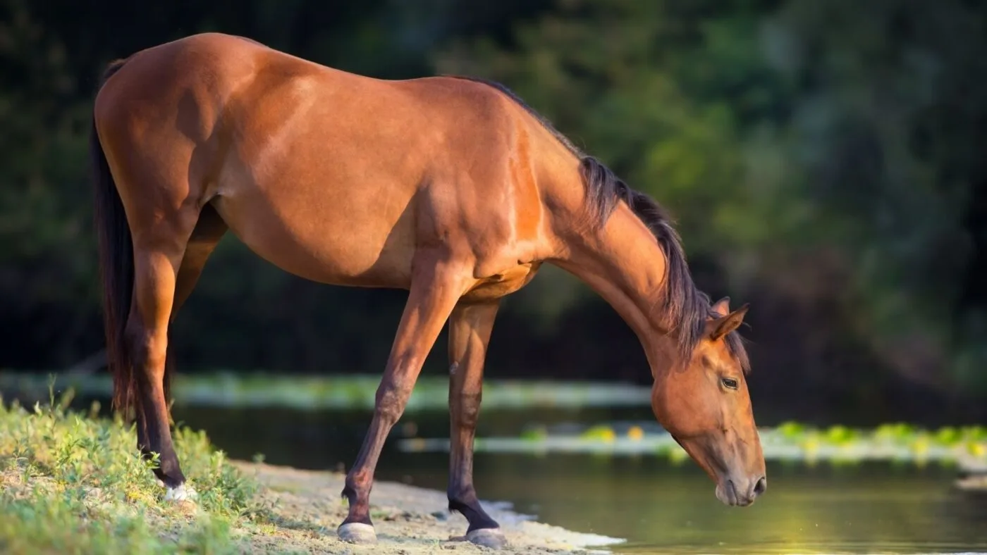 Picture of a copper bay horse drinking from a pond.
