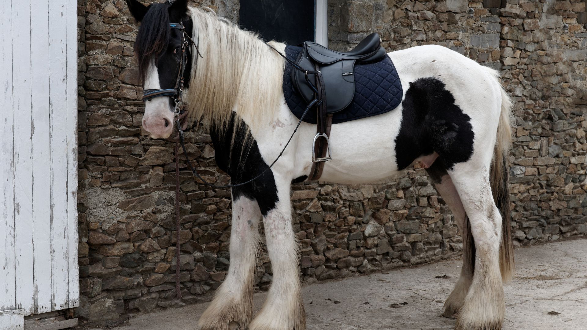 Gypsy Vanner Horses Origin, Characteristics, And Care Tips