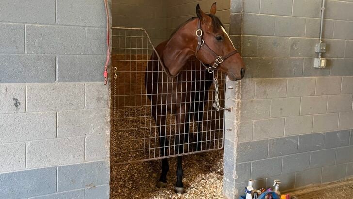 Photo of a safe and comfortable horse stall, highlighting proper bedding, adequate space, and good ventilation.