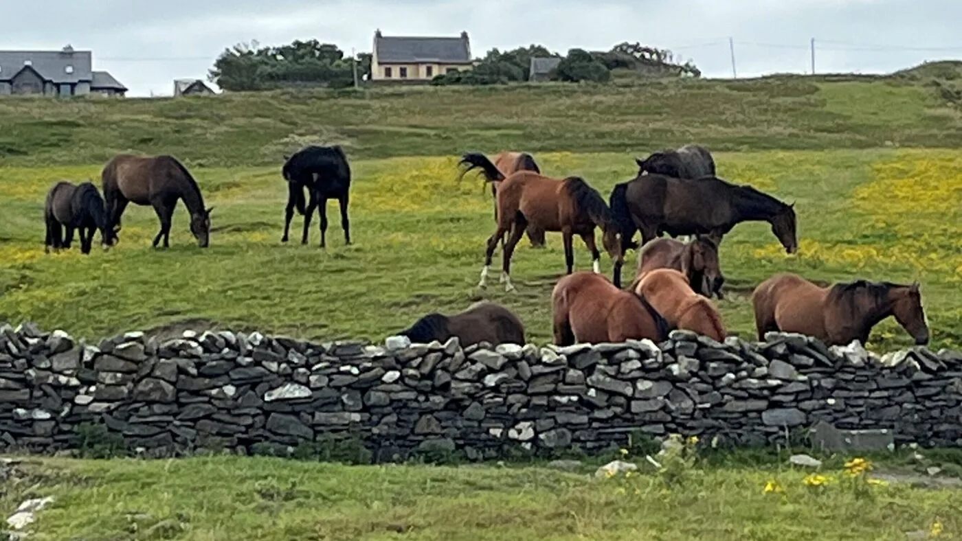 Picture of horses on the Irish plain