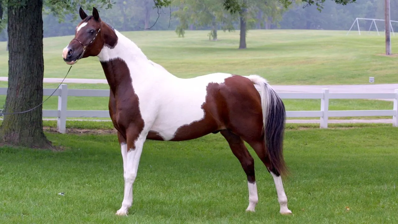 Pinto horse with a tobiano pattern, featuring smooth white patches on a bay coat.