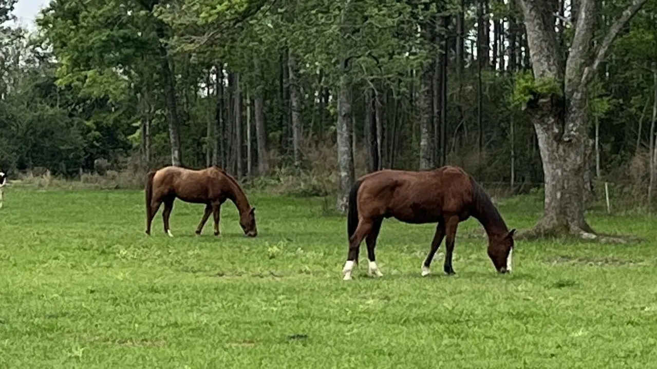 Group of Quarter Horses in a field, a popular breed in America