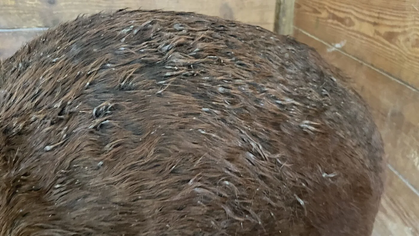 Picture of rain rot on a horse.