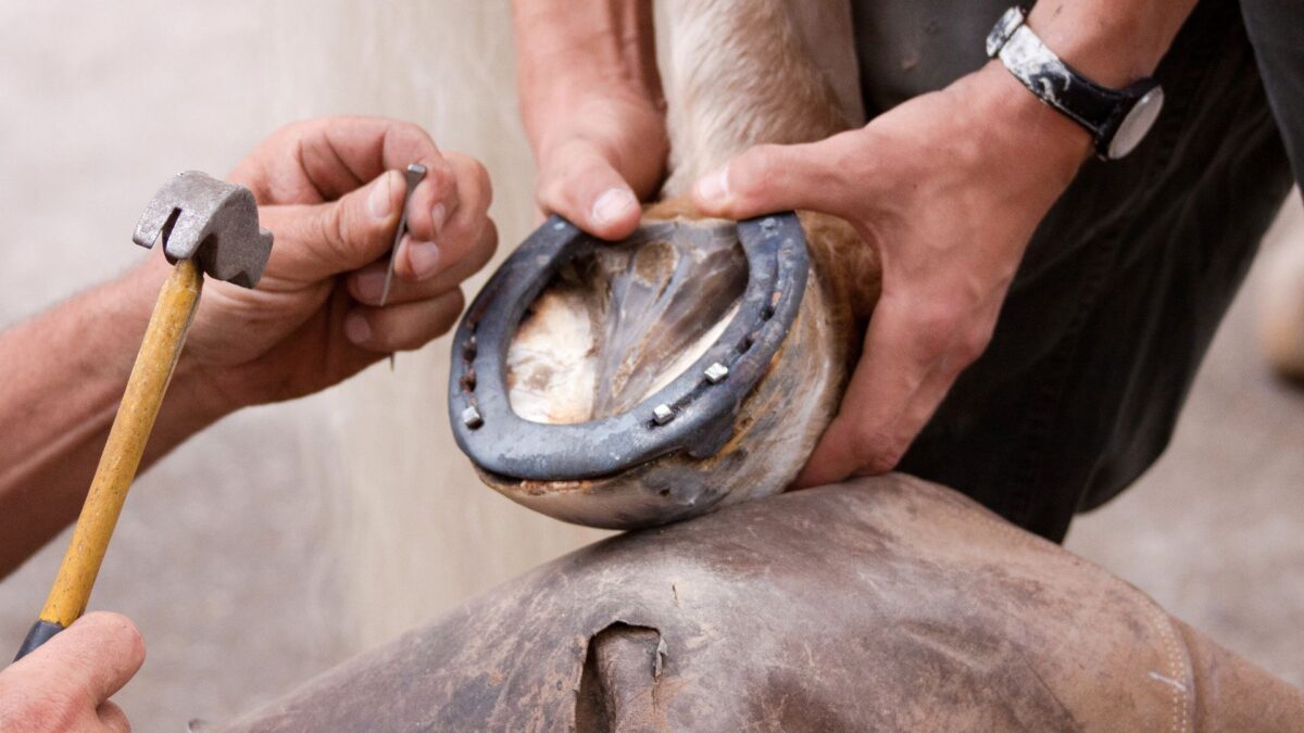 Why Do Horses Need Shoes? A Horseshoe Deep Dive