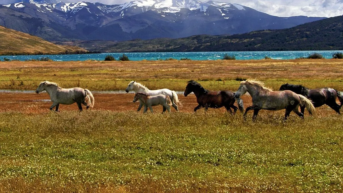 Picture of wild mustangs in the western United States. 
