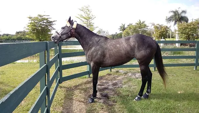 Picture of a horse cribbing on a wooden fence. 